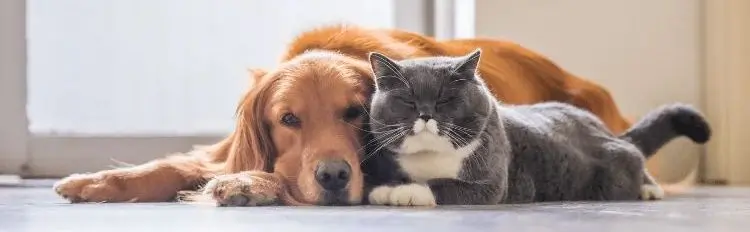 Buddy Cats And Dogs Together