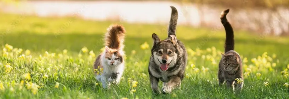 In Field Playing Pets