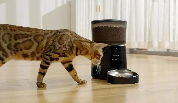 Tiger Cat With Food Dispenser