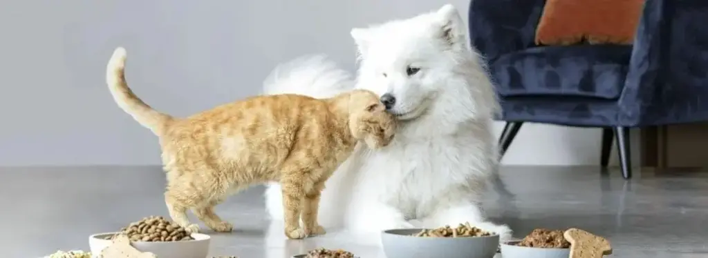 White Dog Plus Ginger Cat At Play