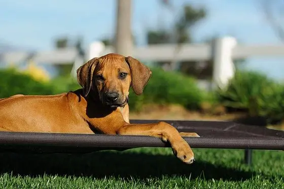 VeeHoo Cooling Elevated Dog Bed In Black