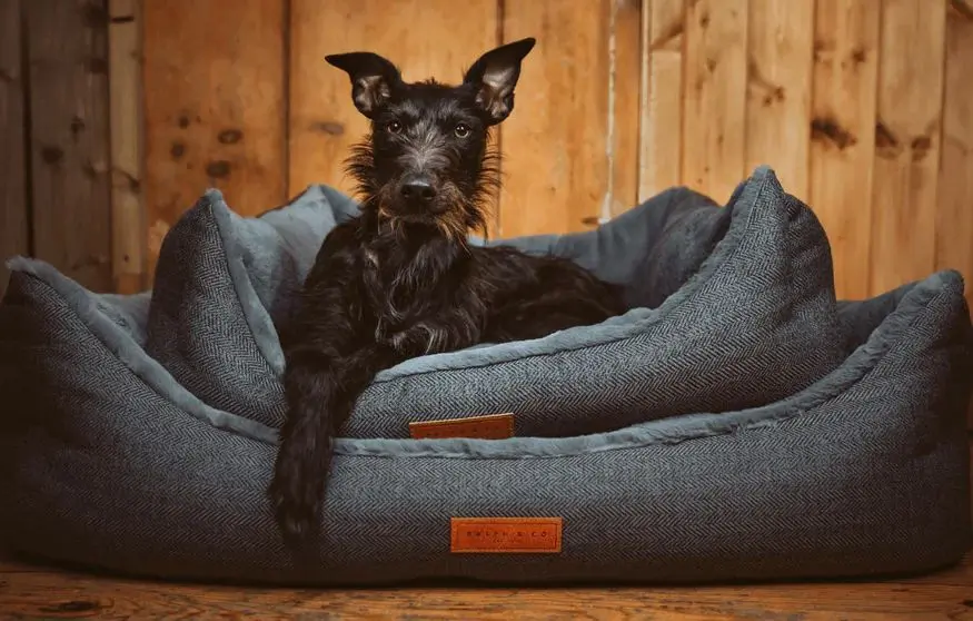 Large Dog Bean Bag Bed On Wood