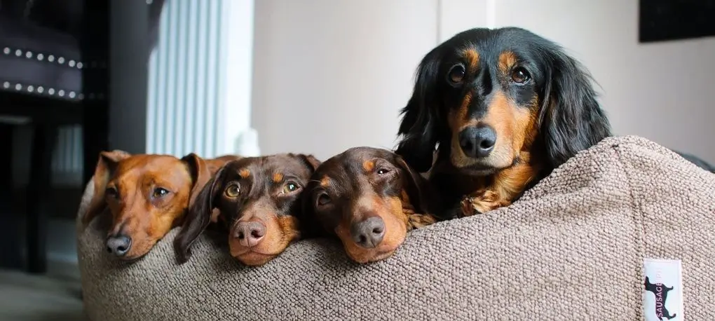 Pet Bean Bag x4 Dogs