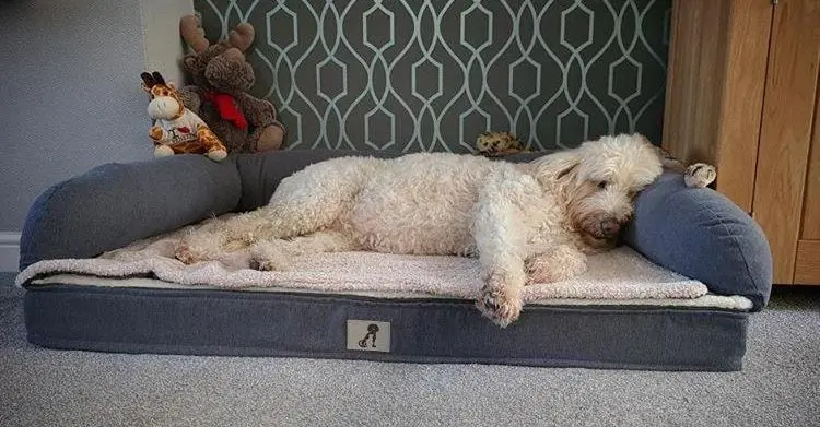 Poodle On Washable Dog Bed